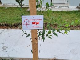Programa de arborização entre Prefeitura e RGE esta sendo implantando em Espumoso